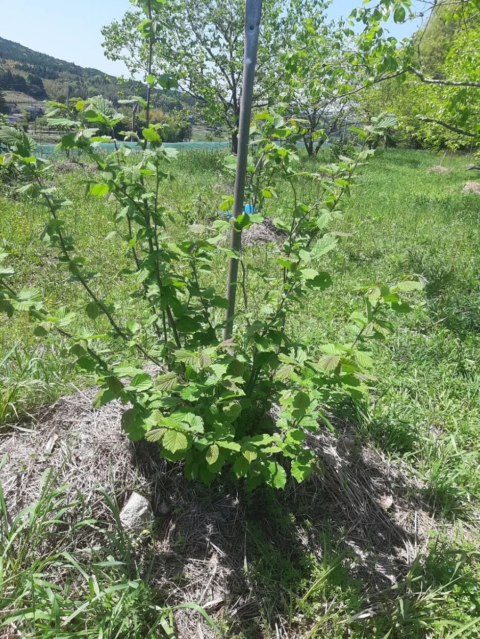 果物栽培