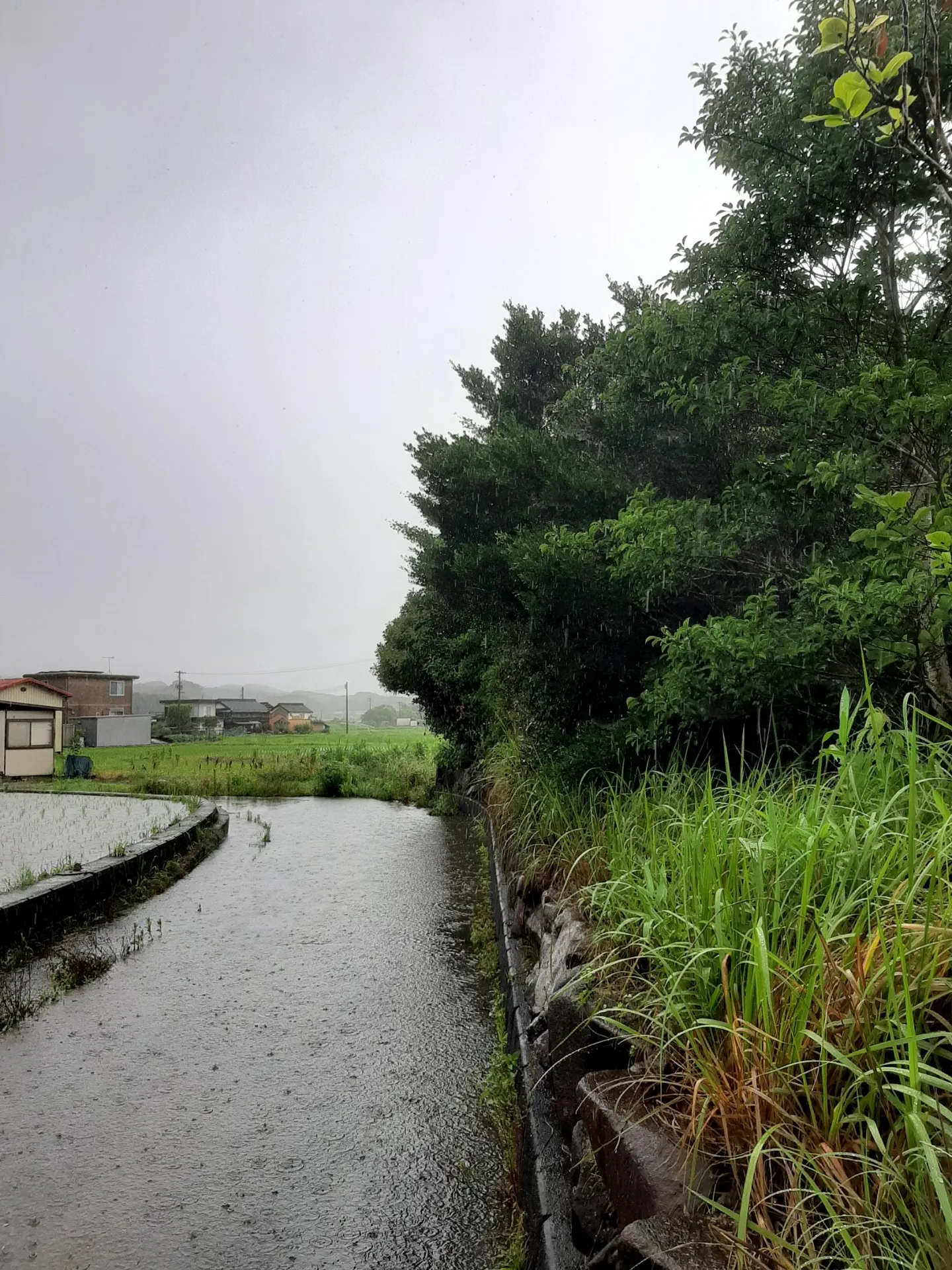 草刈り