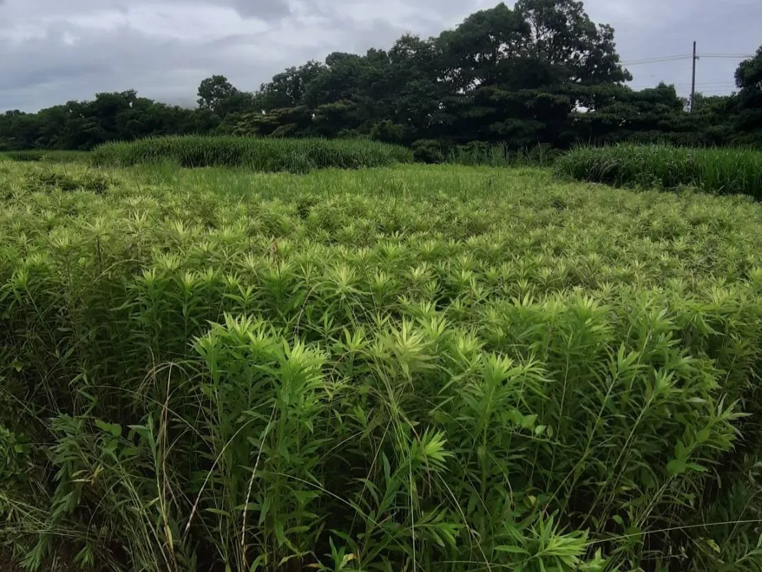 草刈り