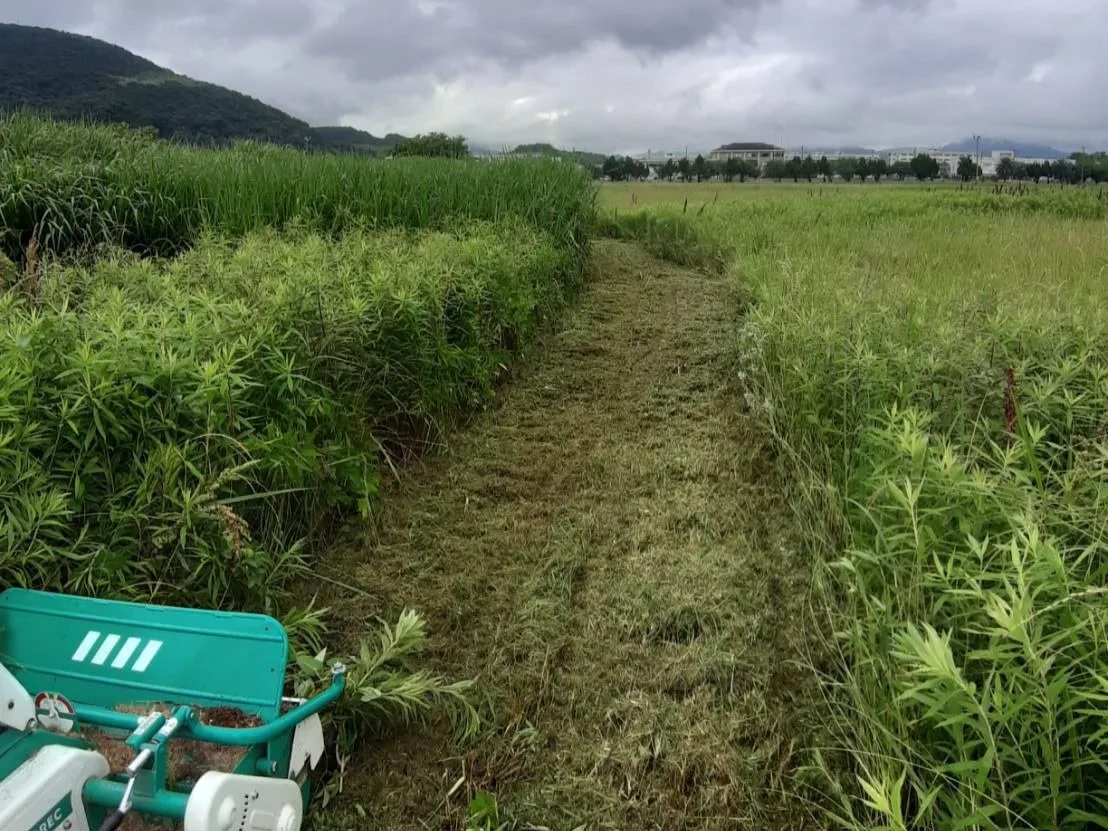 草刈り