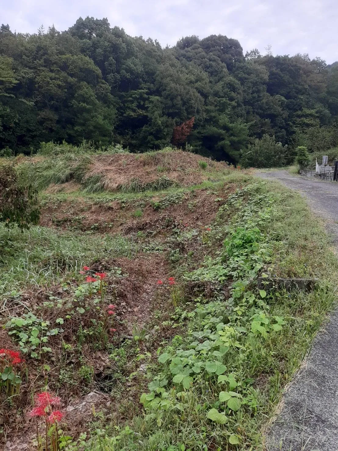 防草シート(before/after)