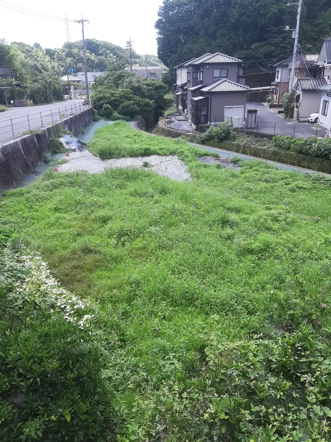 草刈り(before/after)